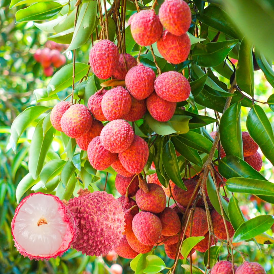 Live Lychee Tree Plant, Sweetheart Lychee Fruit, Tropical Sweet Fruit Tree, 3-4 Feet Tall in 3 Gallon Pot, Ready for Planting, No Ship to CA