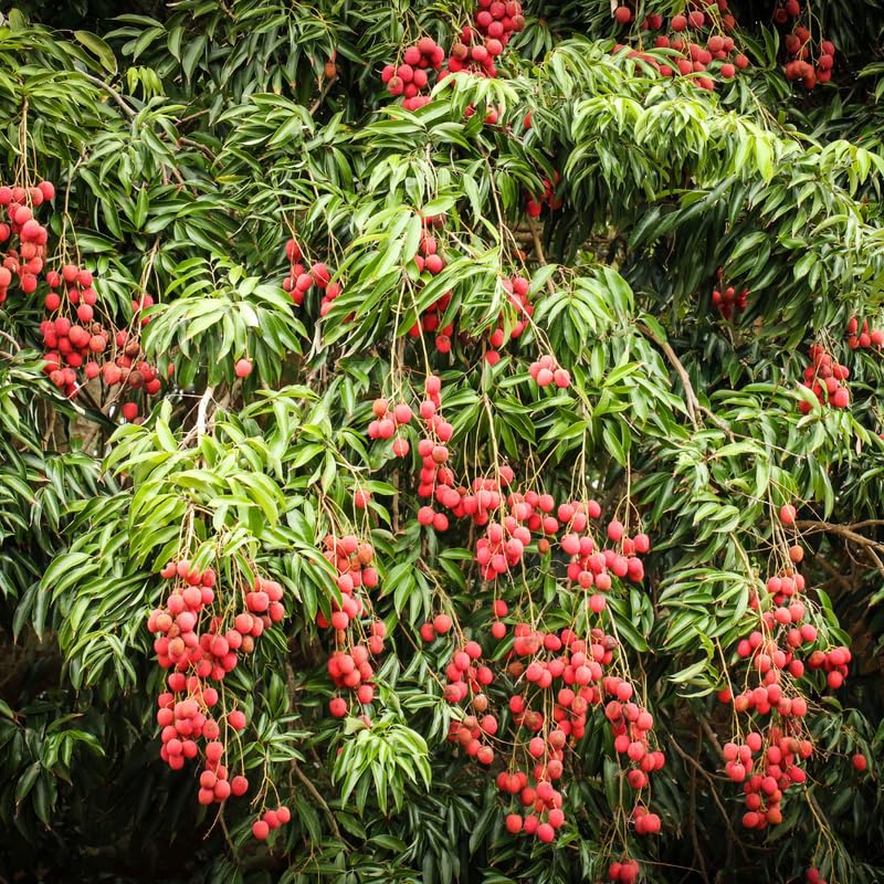 Live Lychee Fruit Tree, Sweet Lychee Tree Live Plant for Gardening Outdoor, 3 Gallon, No Ship to CA
