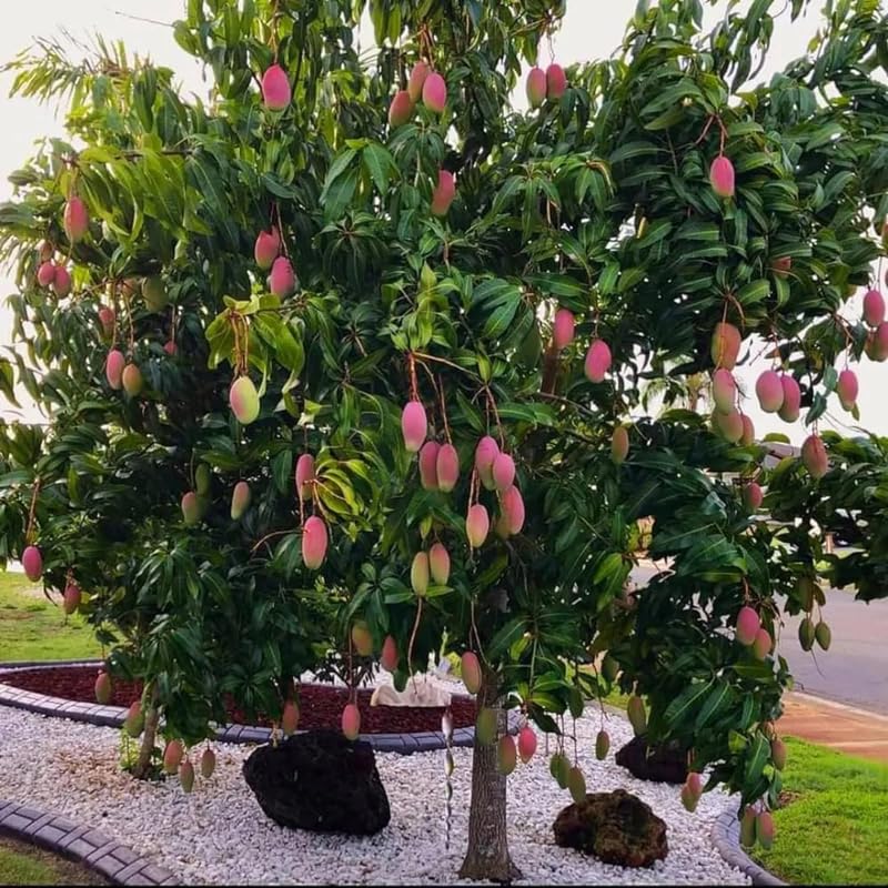 Valencia Mango Tree Live Plant 2.5-3 Ft Tall, Tropical Fruit Tree for Garden Planting, Outdoor Mango Plant in 3 Gallon Pot, No Ship to CA