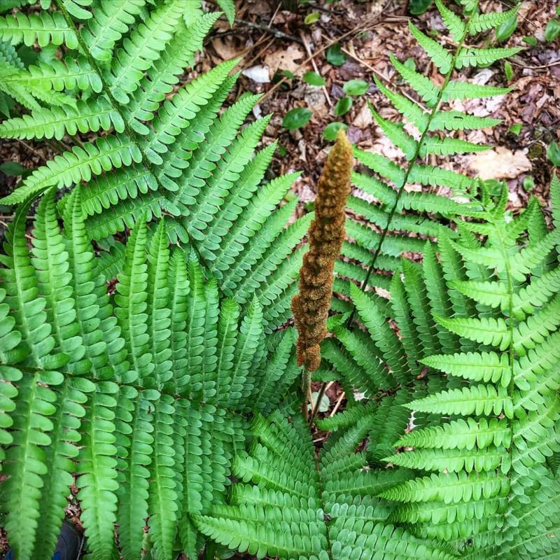 5 Cinnamon Ferns Live Plants Rhizomes, Ferns Live Plants Outdoors Indoors, Pack 5 Bare Roots