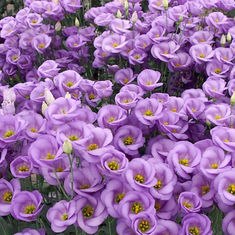 Sets 2 Vibrant Blue Lisianthus Eustoma Live Plants, Plug Size, Well-Rooted, Texas Bluebell, Thornless Love Rose Plant, Spring to Fall Bloom, 2-4" in Tall Starter