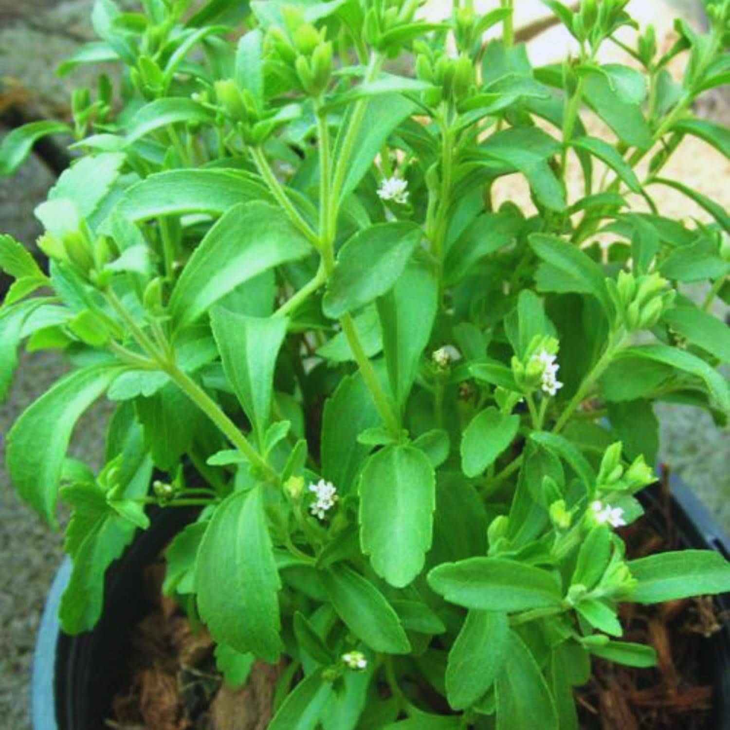 Set 2 Stevia Plants Live, Stevia Herb Live Plant No Pot, 4 to 6Inches Long, Easy to Plant Garden