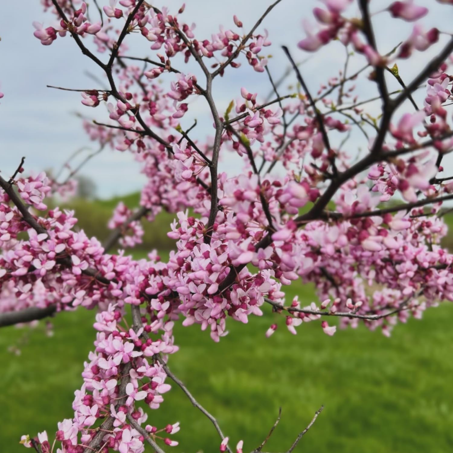 Eastern Redbud Plant Live, Red Bud Tree Live Plant, Pink Lavender Redbud Blooms Color, 1-2 Feet Tall for Outdoor Growing