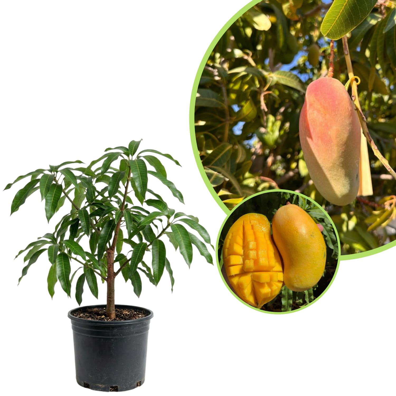 Pride Mango Plant Live, Sweet Tropical Mango Live in 3 Gallon Pot, Mango Fruit Tree for Outdoor Planting, 3-4 Feet Tall, No Ship to CA