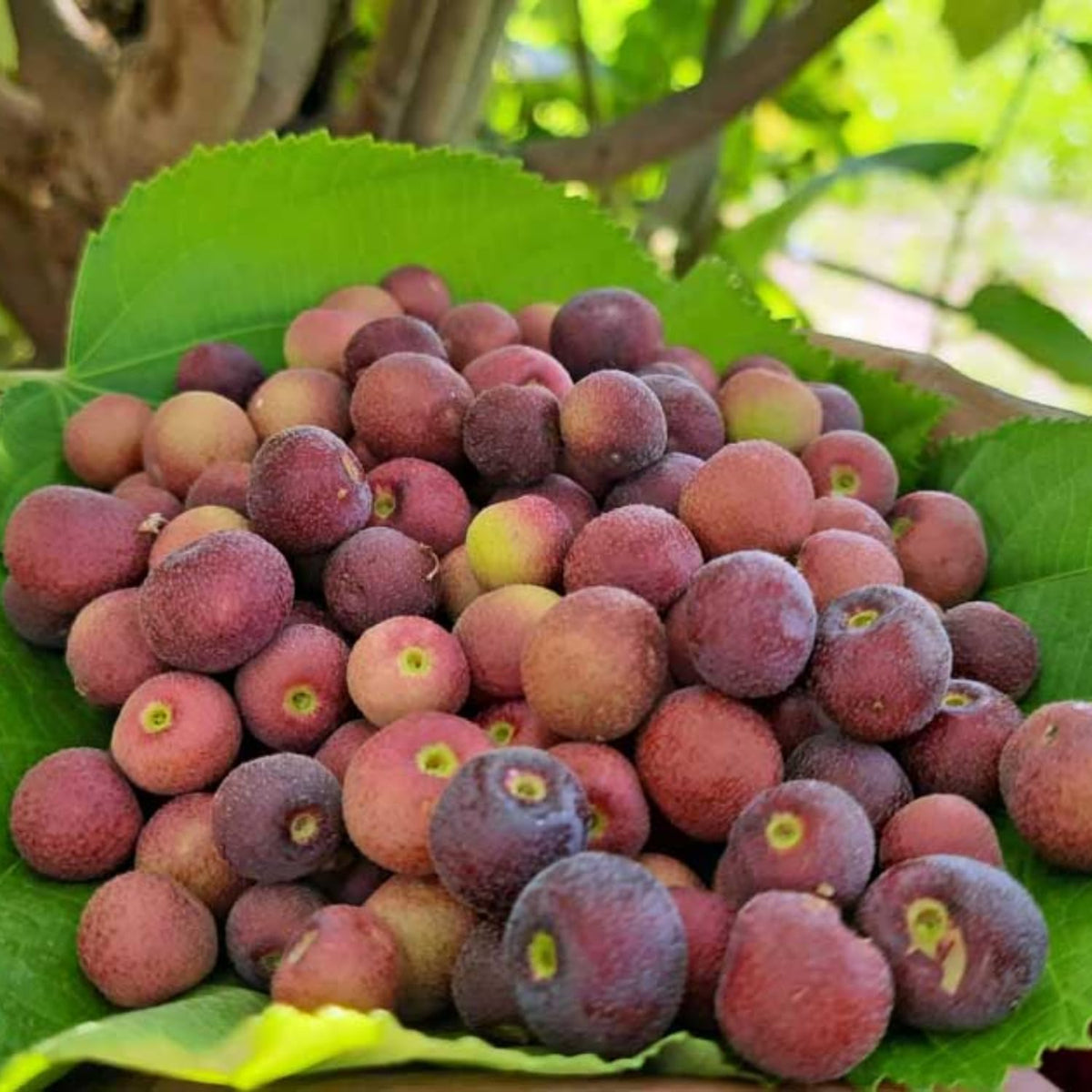 2 Sherbet Berry Plants Live, Sherbet Berry Fruit Trees, 5-9 Inch Tall