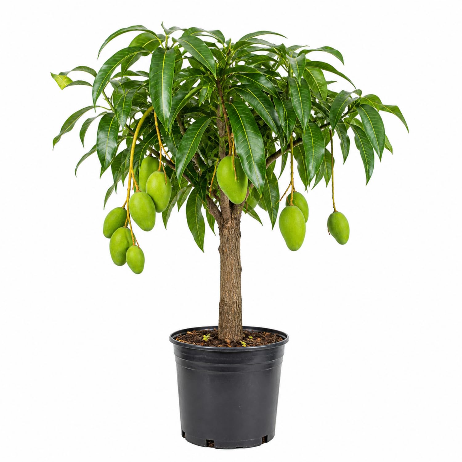 Sweet Mango Tree Live Plant 2.5-3 Ft Tall, Tropical Fruit Tree for Garden Planting, Outdoor Mango Plant in 3 Gallon Pot, No Ship to CA