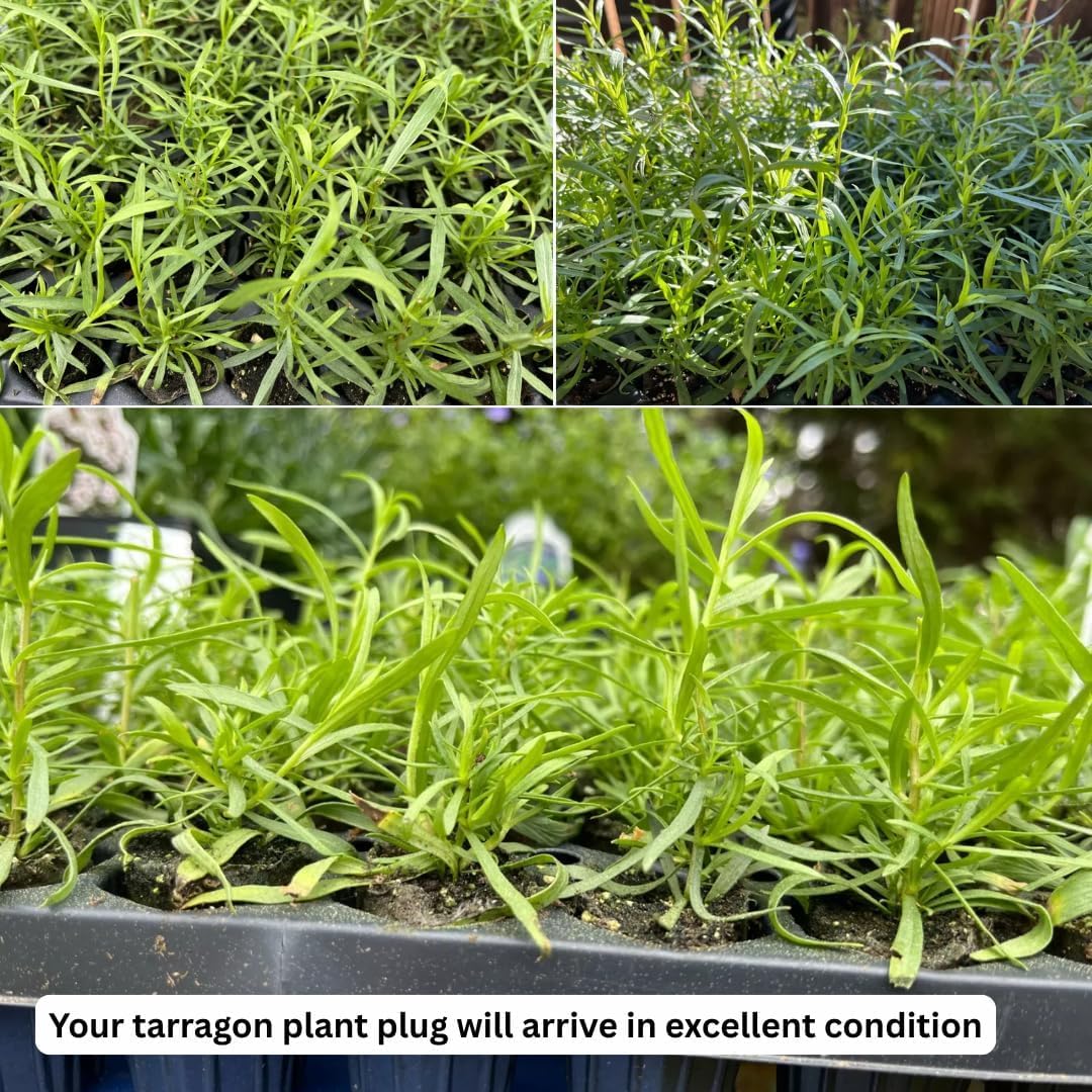 1 Tarragon Plant Live for Planting, Live Tarragon Herb Mint Plug 3 to 5 Inches Tall Home Garden
