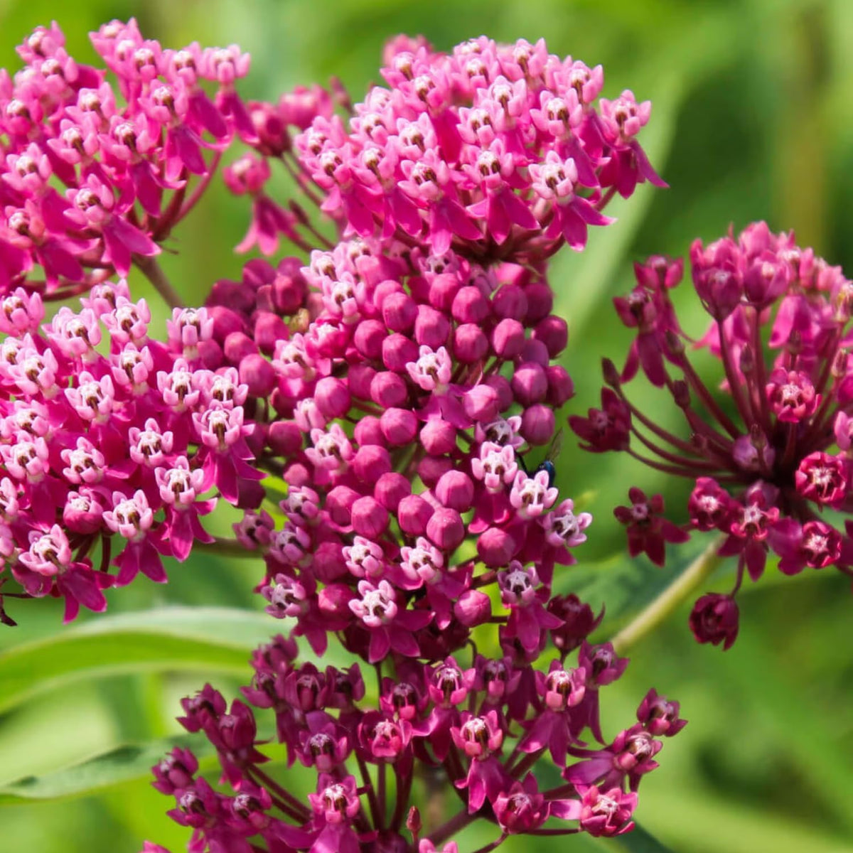 Pack 4 Butterfly Milkweed Plants Live, Milkweed Live Plants, 5-8" Height Asclepias Tuberosa Perennial Flowers Home Garden (Pink Milkweed)