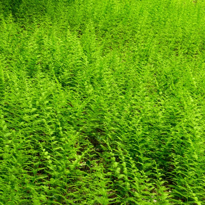 5 Hay Scented Ferns Live Plants Rhizomes, Ferns Live Plants Outdoors Indoors, Pack 5 Bare Roots