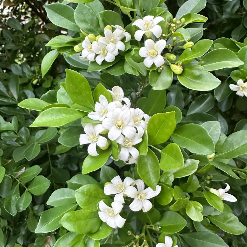Orange Jasmine Plant Live, Jasmine Plant Indoor Live, Well Rooted in 3 Gallon Pot, 2-3 Feet Tall, Fragrant Flowers for Indoor Outdoor Planting, No Ship to CA
