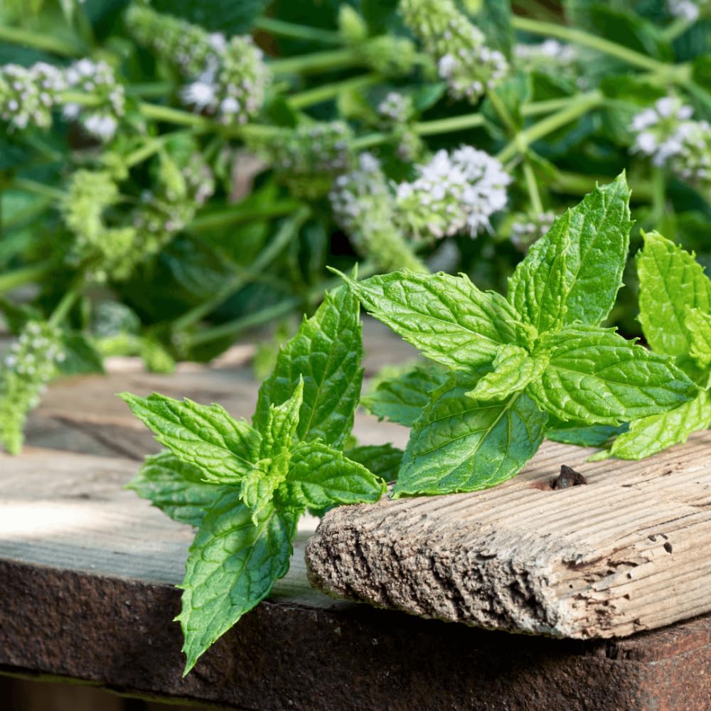 Set 4 Peppermint Plants Live, 4-6 Inches Tall, Culinary Herb for Indoor or Outdoor Planting