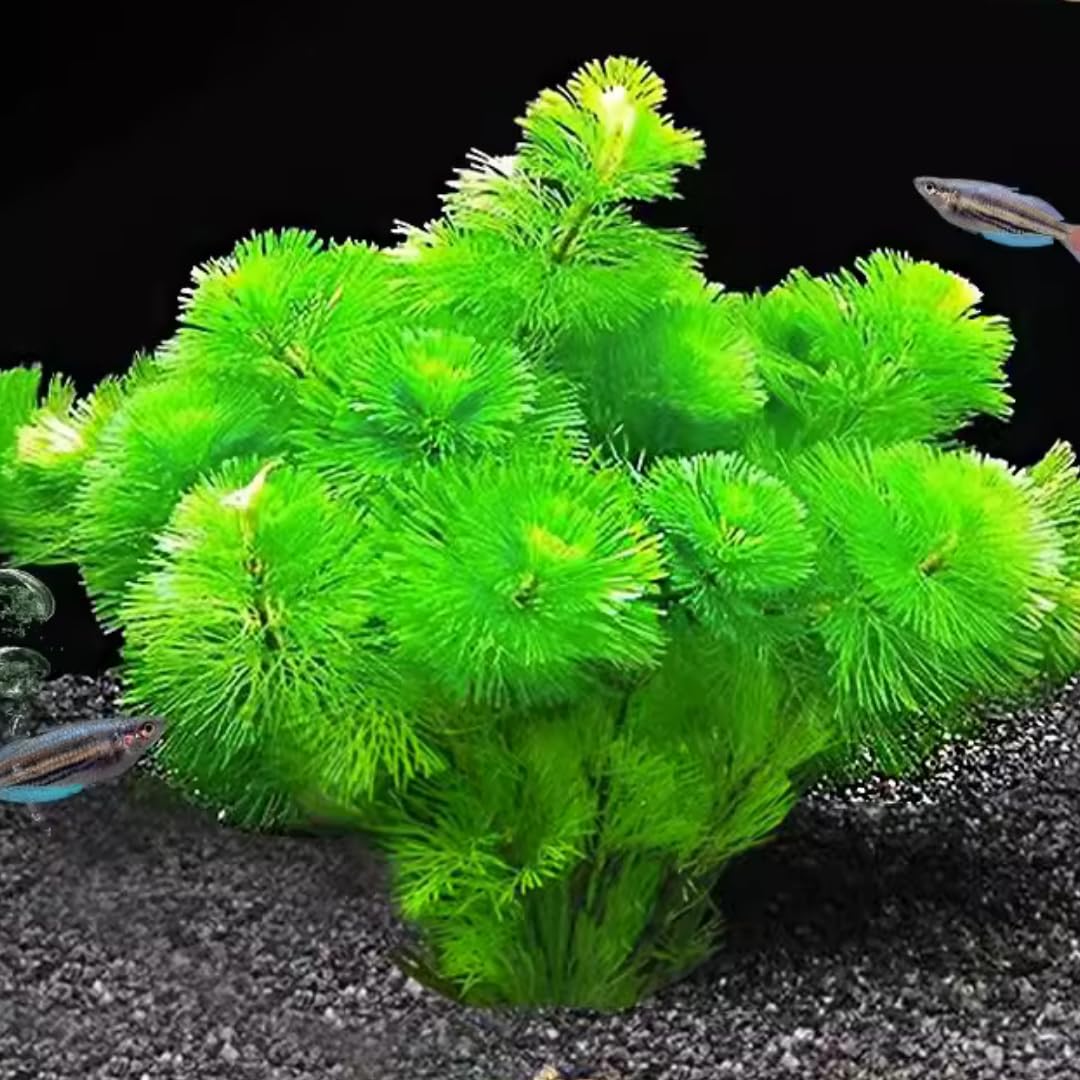 Green Cabomba Plants, Cabomba Aquarium Plants Live, 14 Stems, Live Aquarium Plants from 4 to 7 Inches Tall, Live Cabomba Plant Aquatic Freshwwater Plant Live