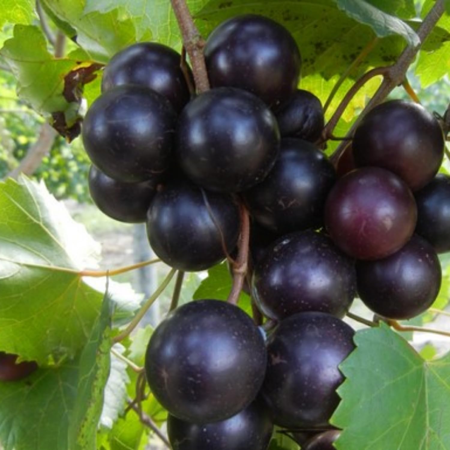 20-24" Black Purple Muscadine Grape Vines Live Plant in 1 Gallon Pot, 1 Year Old Sweet Fruit Grapevine for Trellis and Backyard Growing, Hardy Climbing Vine, No Ship to CA
