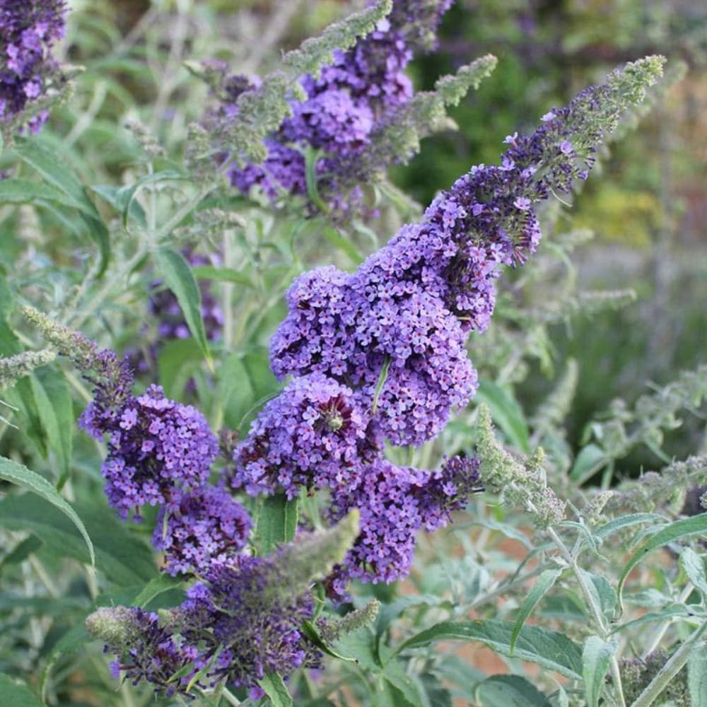 Butterfly Bush Live Plant 4-8 Inches, Fragrant Butterfly Bush Flowering Shrub Well Rooted, Outdoor Garden Planting (Purple Blue)