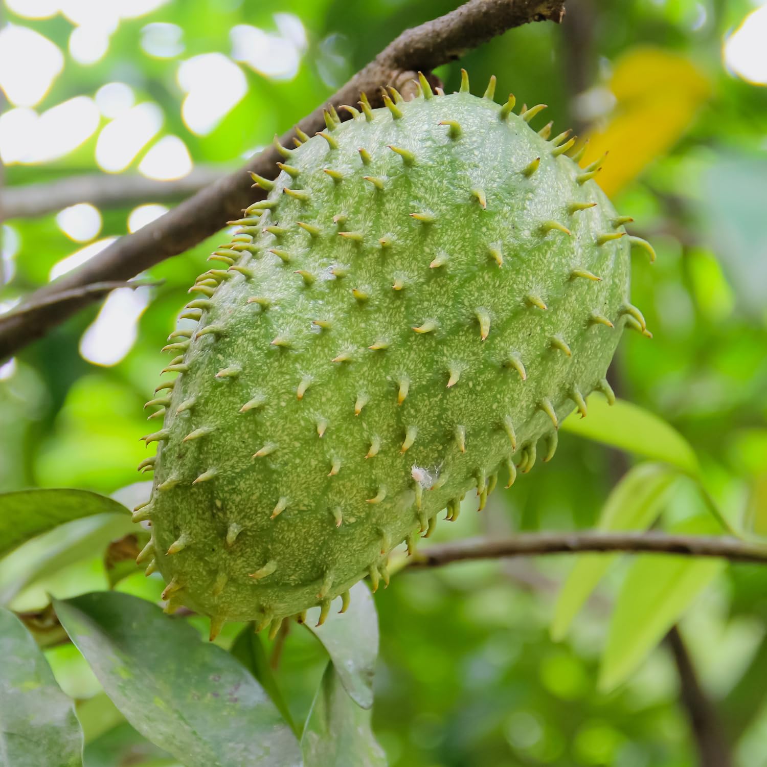 Soursop Tree Live, Guanabana Soursop Fruit Tree in 3 Gallon Pot, Tropical Graviola Fruit Plant for Home Garden