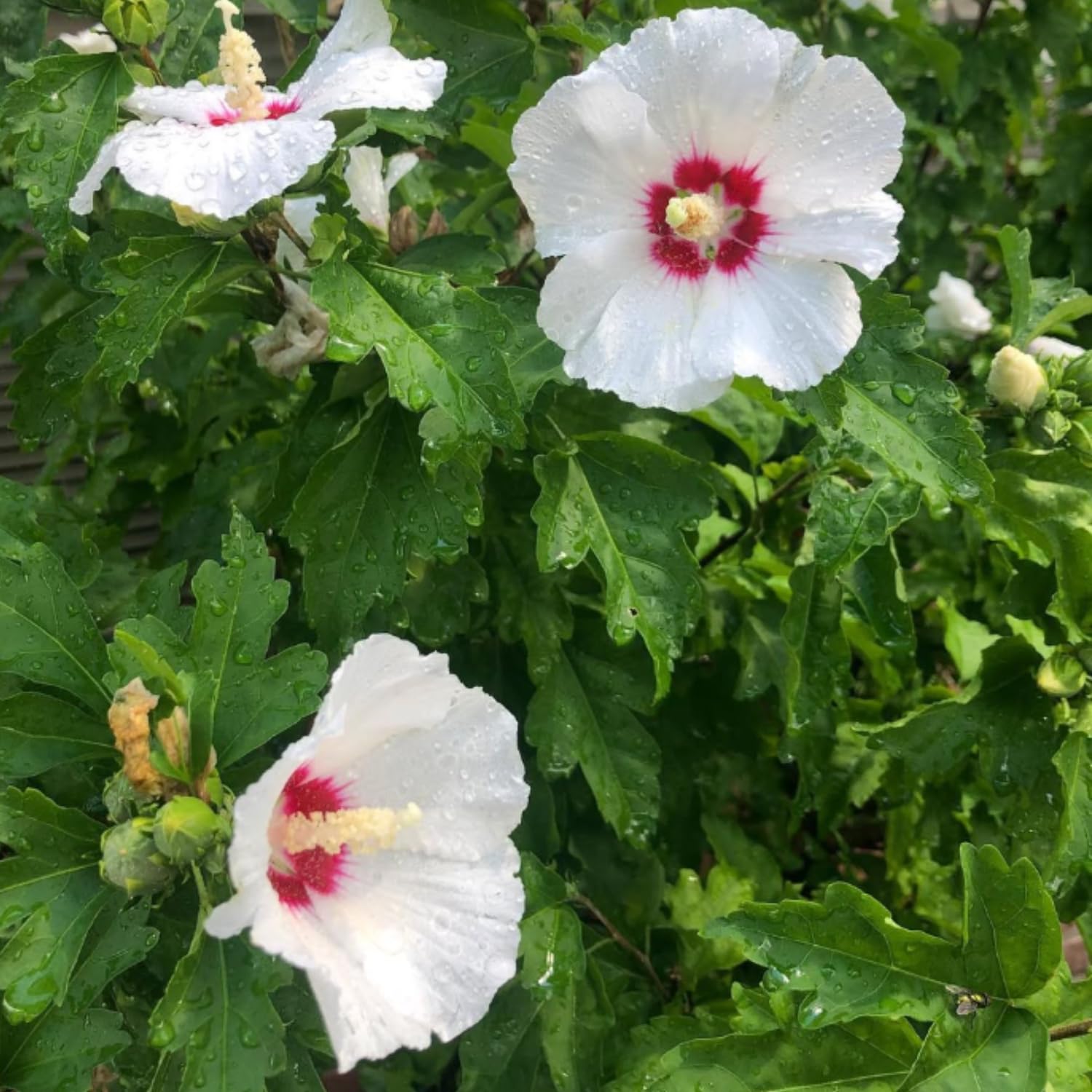 Red White Rose of Sharon Plant Live, Althea Hibiscus Flower 2-6 Inches, Vibrant Bloom for Outdoor Garden