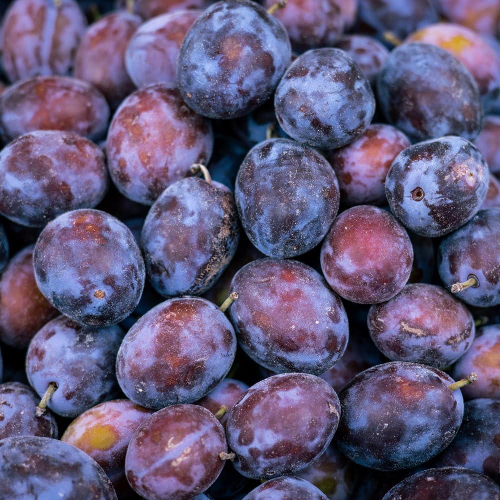 Purple Plum Tree, 3-4 Ft Tall Sweet Plum Trees Live Plants, Cold Hardy Fruit Tree Plant, Bareroot, Dormant