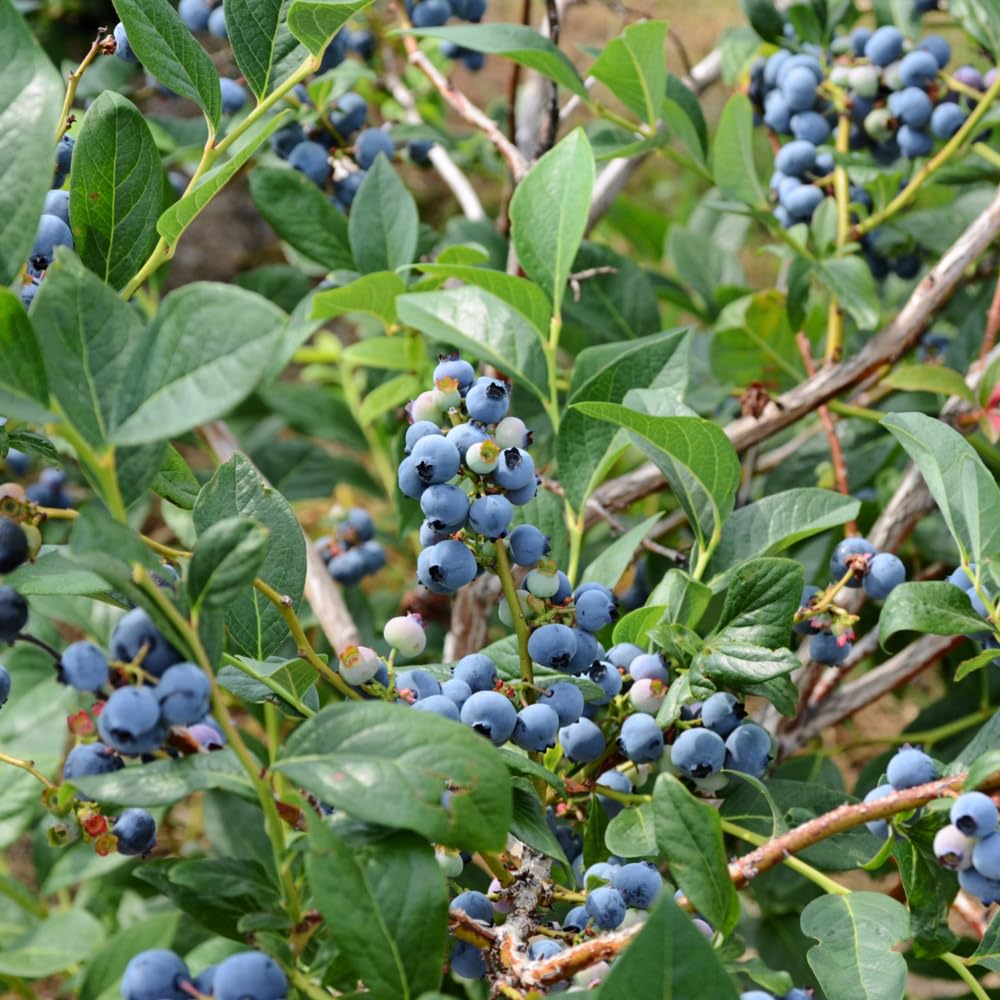 Live Blueberry Bush Plant, Sweet Blueberry Fruit Plant, 1-2 Ft Tall Berry Plants in 2 Gallon for Backyard Patio Gardening, No Ship to CA