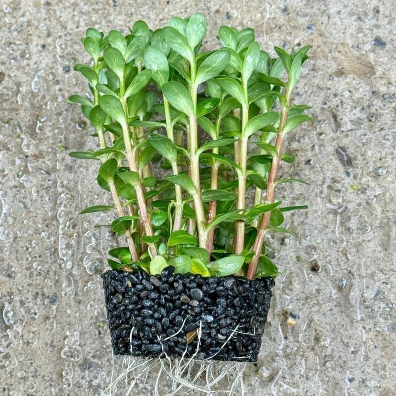 Green Rotala Plant Stems, Live Aquarium Plant - 1 Clump Bundle