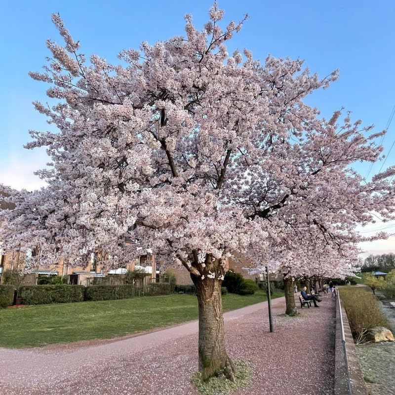 Cherry Blossom Tree, White Cherry Tree Live Plant, 6-12 Inch Tall in 2.5 Inch Pot, Dormant in Winter