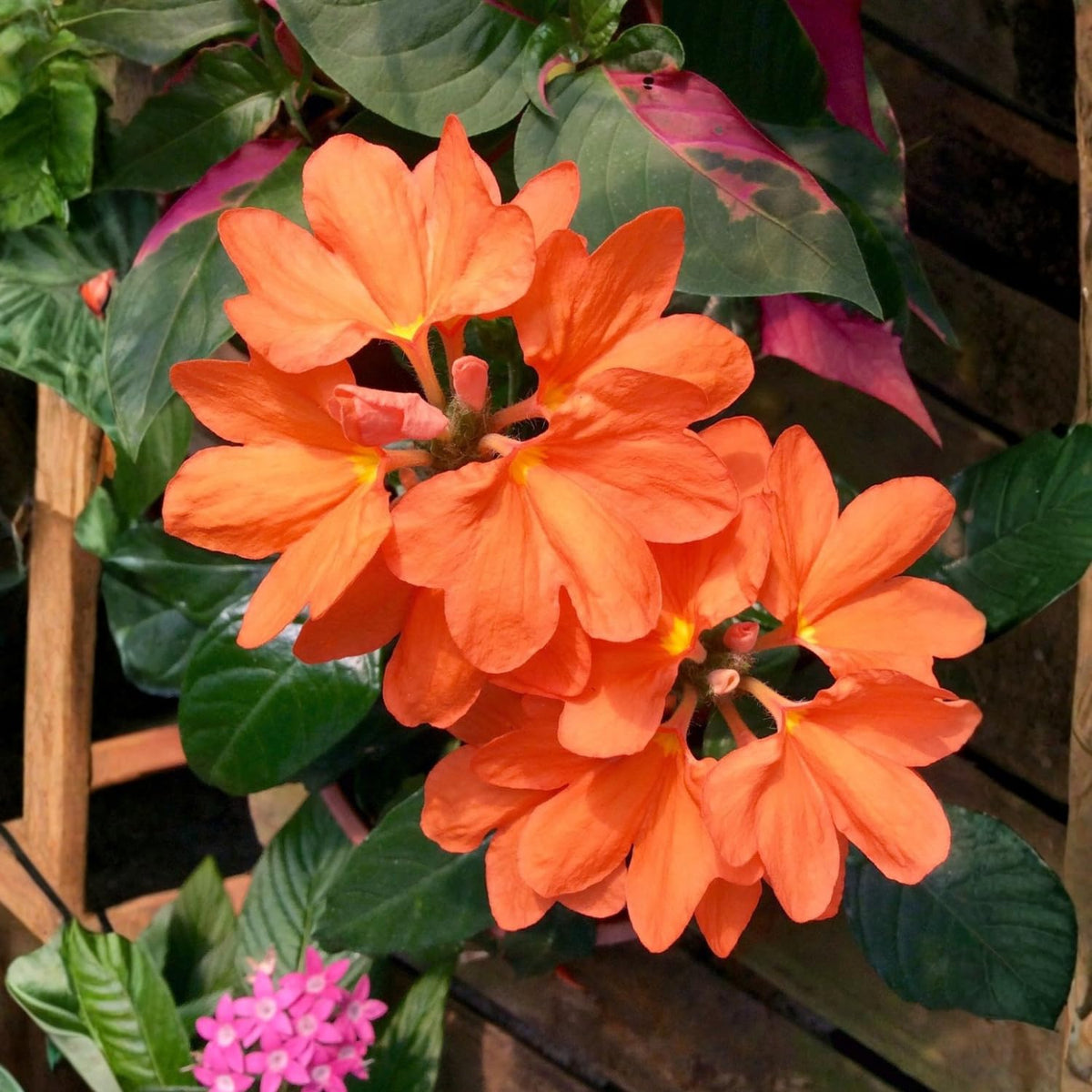 2 Live Peach Crossandra Live Plants, 4-8'' Tall Peach Crossandra Plant Shrub for Planting, Perennial Flowering Starter Plant for Home Garden and Containers, Well Rooted to Grow