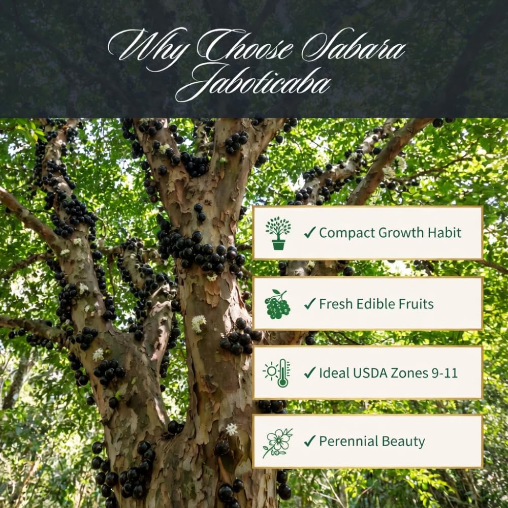 Jaboticaba Tree Live Plant, Jaboticaba Tree, Jabuticaba Fruit Tree, 2-3 Feet Tall, Black Jabuticaba Plant for Indoor Outdoor Growing