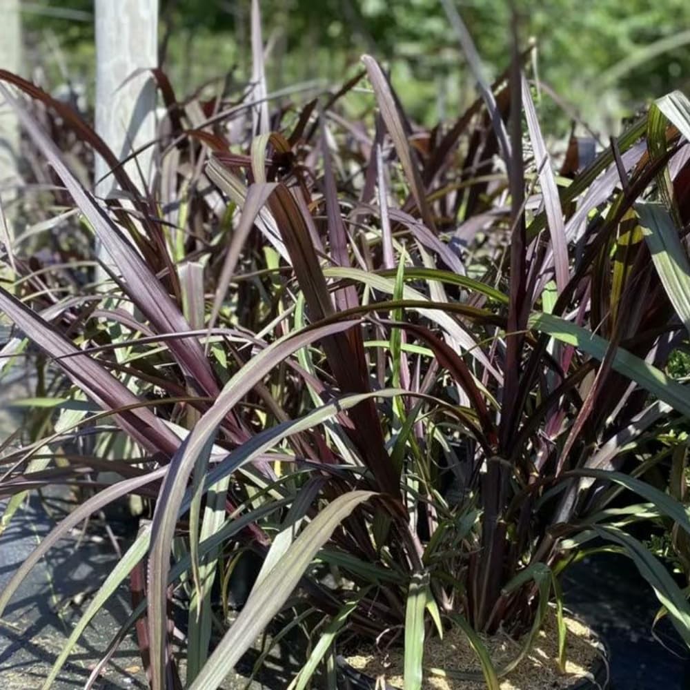 2 Fountain Grass Plants, Black Fountain Grasses for Planting Perennial, 5 to 10 Inches Tall Ornamental Grass Plant Garden Indoor Outdoor