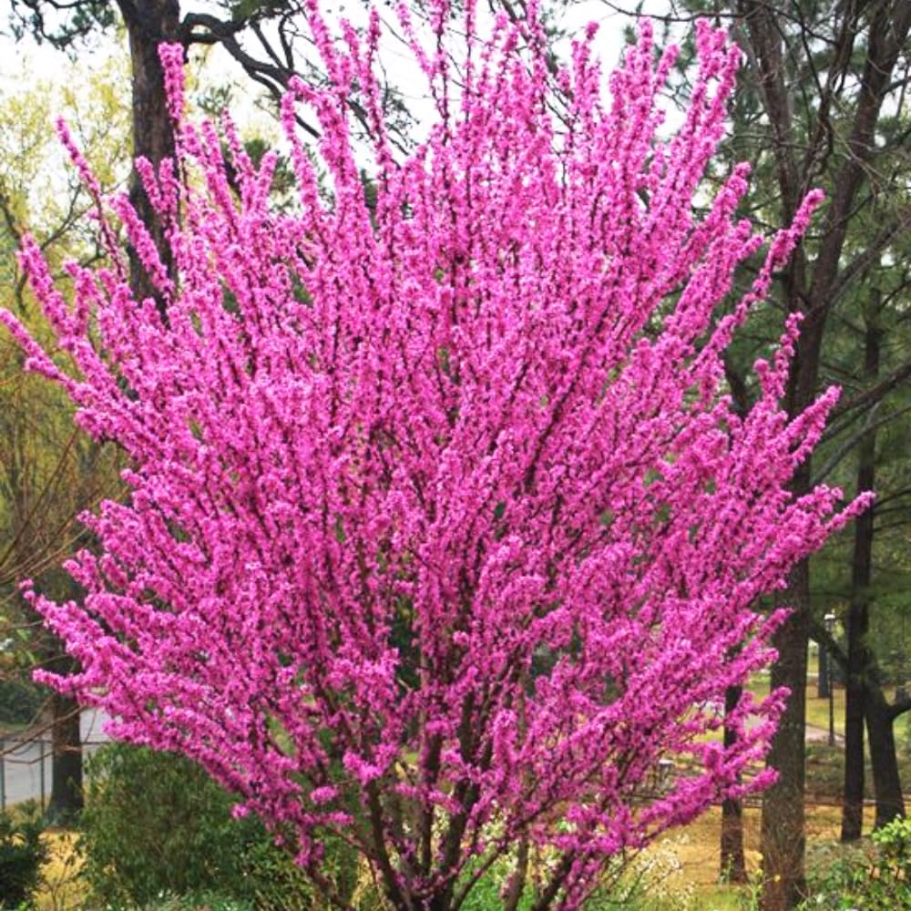 Eastern Redbud Tree Live Plant, Hardy Flowering Red Bud Plant from 1 to 2 Feet Tall, Vibrant Flowers for Outdoor Garden