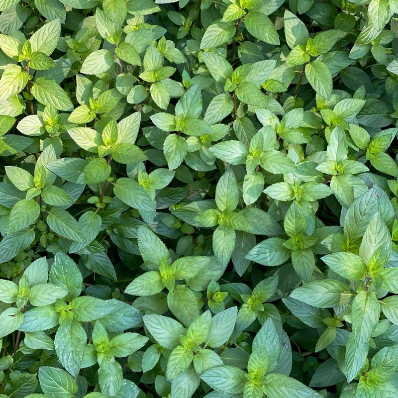 Set 4 Chocolate Mint Plants 4–7 Inch, Fragrant Culinary and Garden Mint, Fast-Growing, Zones 5–9