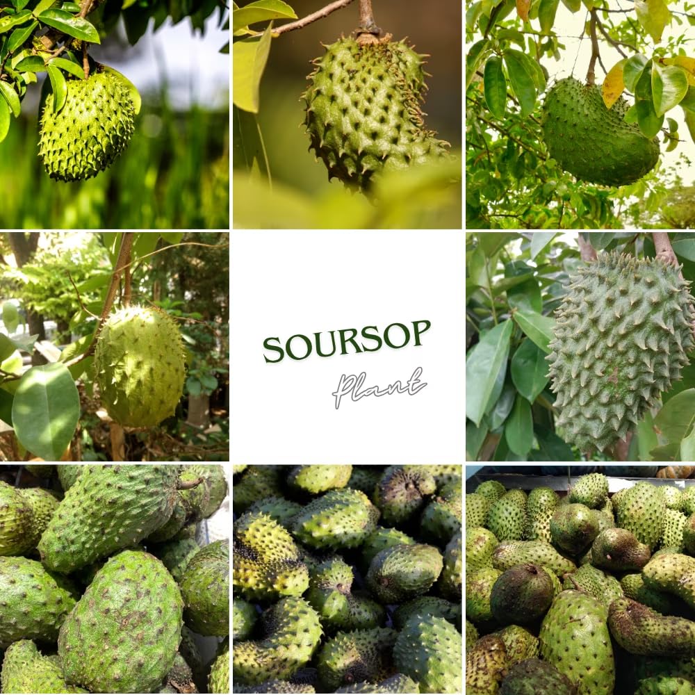 Soursop Live Plant for Planting, Annona Muricata 2-3 Ft Tall, Soursop Guanabana Seedlings, Outdoor Growing, No to CA, Live Plant in 1 Gal Pot
