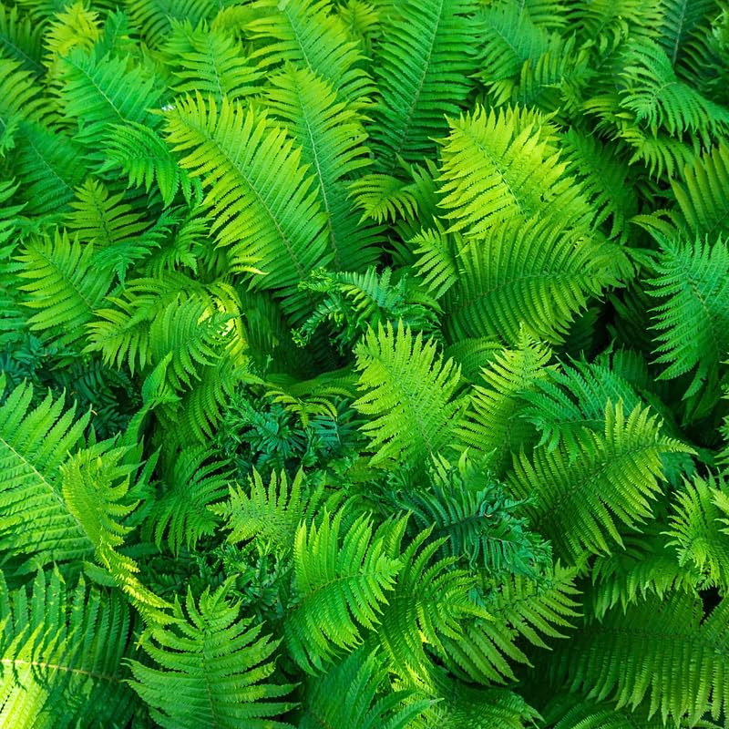 Set 5 Ferns Bare Roots, Ferns Live Plants 4-6 Inches, Hardy Ferns for Shade for Outdoor Garden