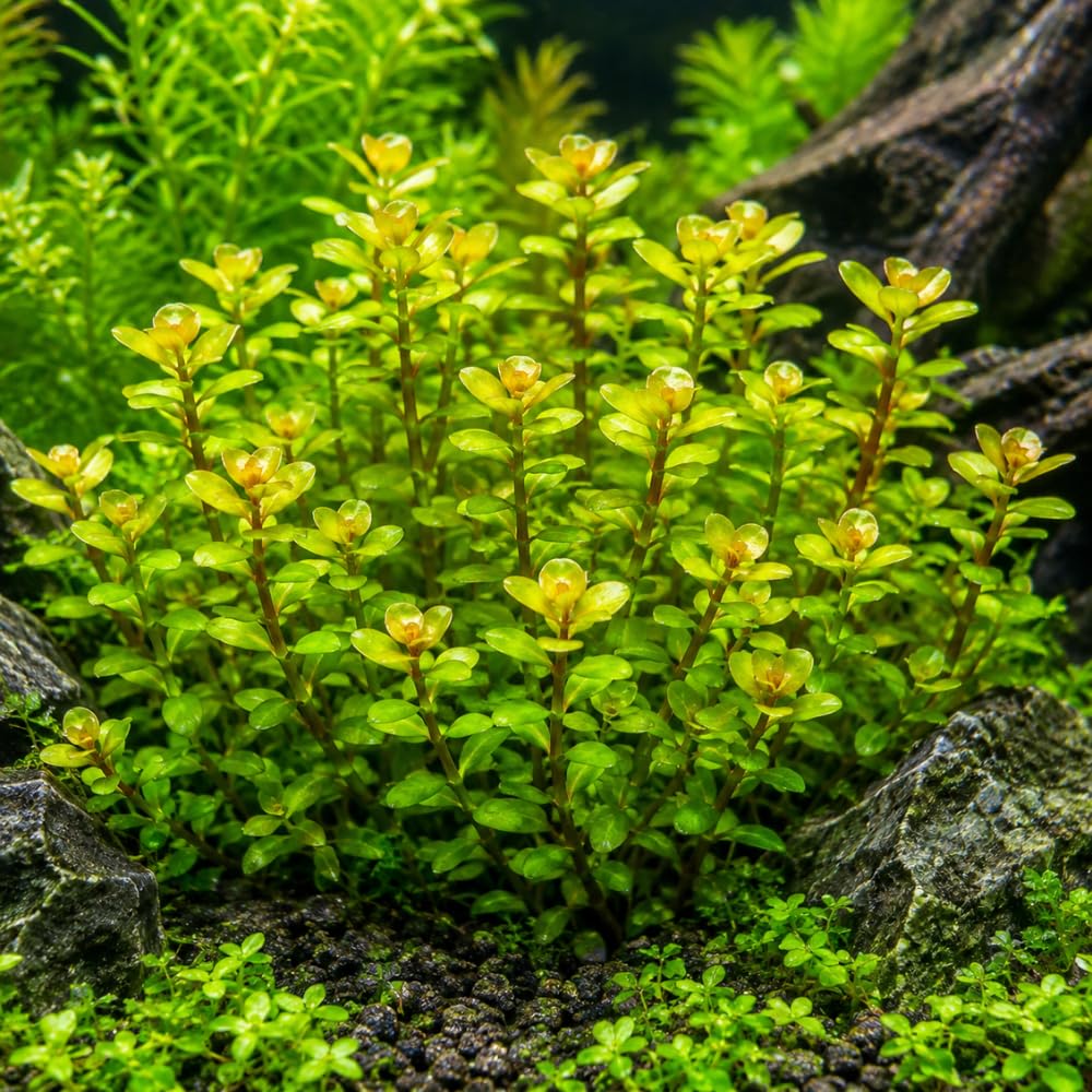 Green Rotala Aquarium Plant, 1 Bundle Live Stem Plant