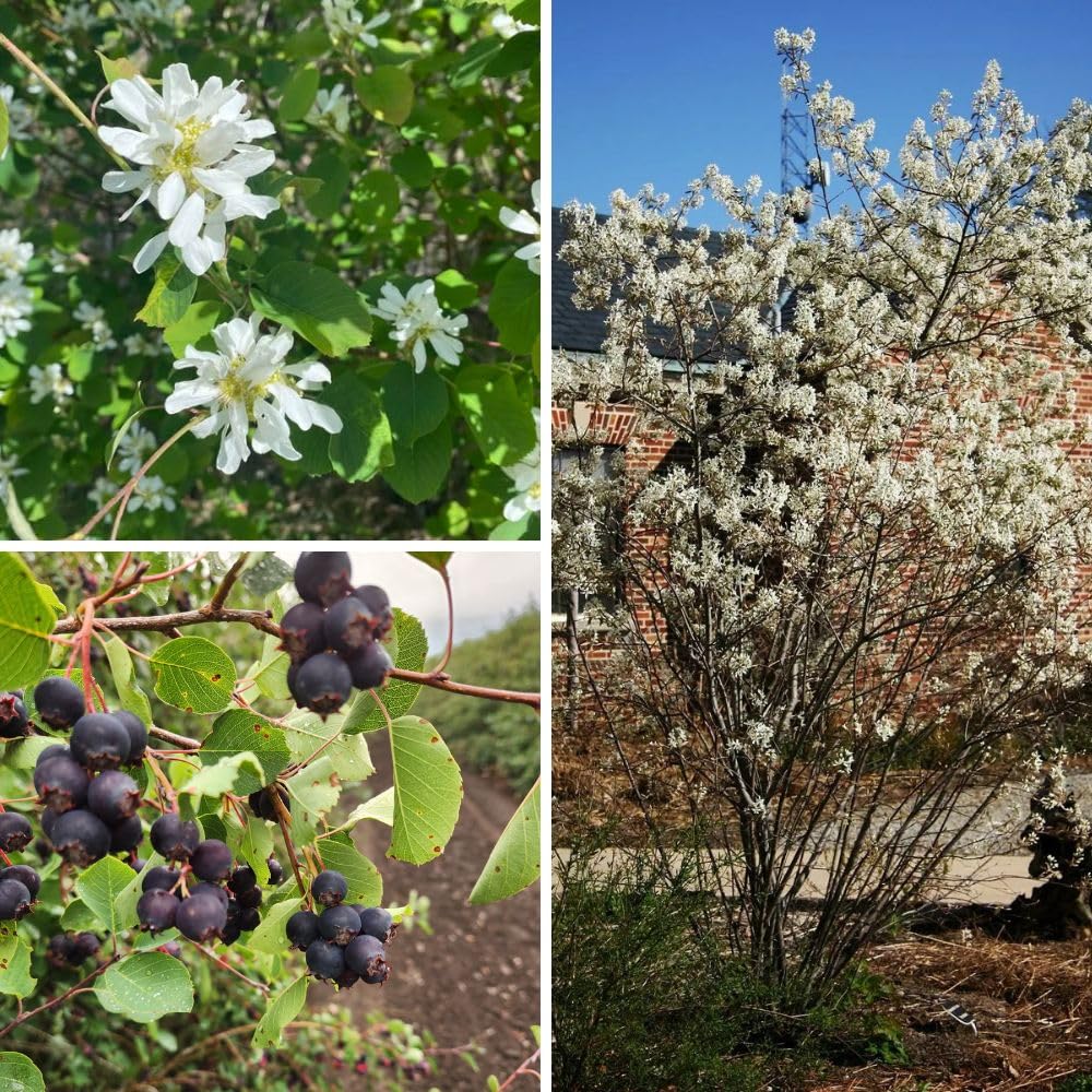 Live Serviceberry Fruit Tree, 6–12 Inch Tall