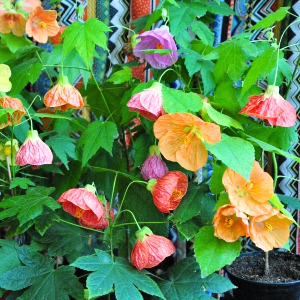 2 Mix Abutilon Plants Live, Trailing Abutilon Vine Hanging Lantern Flowers, 5-9 Inch Tall Indoor Outdoor