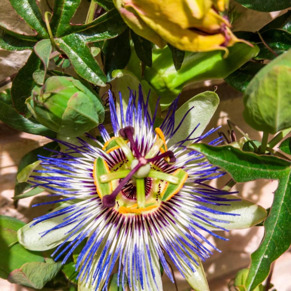 Blue White Passion Flower Plant Live, Passiflora Vine for Garden, 4-8" Tall, Hardy Flowering Vine for Garden or Trellis