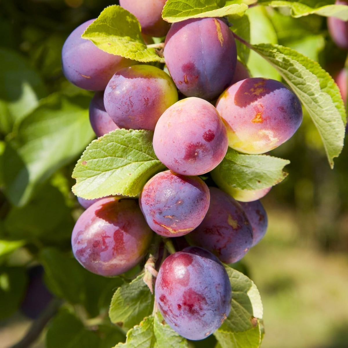 Sweet Plum Tree Plant Live, Hardy Purple Plum Fruit Trees, 3-4 Ft Tall, Easy Grow Backyard Orchard