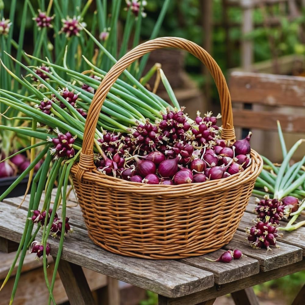 Set 20 Walking Onion Bulbs for Planting Hardy Red Onion Tree Topset Bulbils