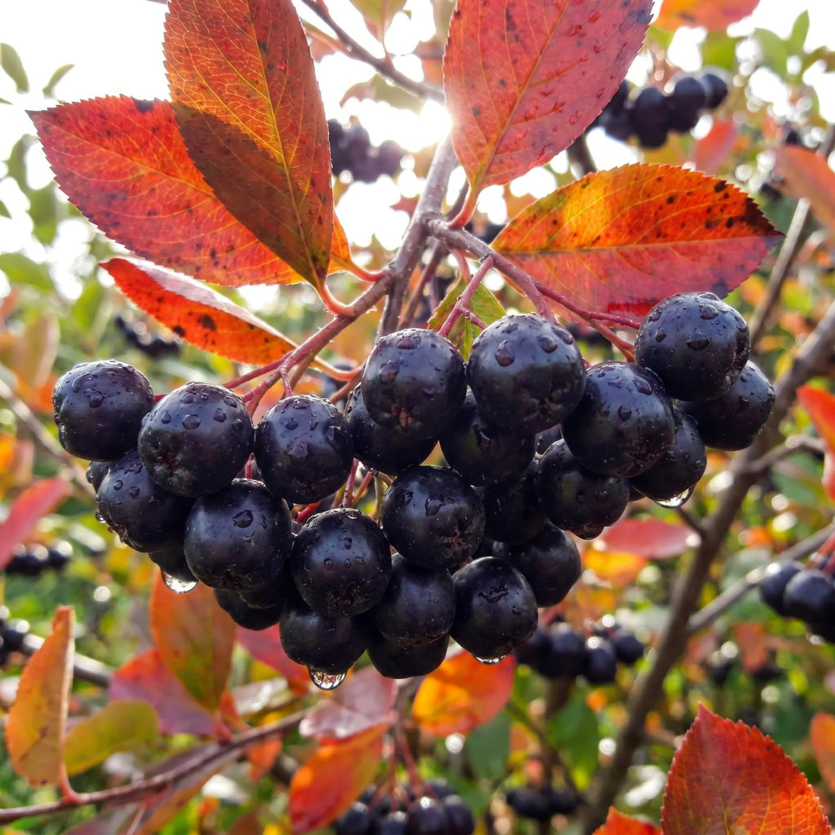 Black Chokeberry Tree Live Plant, Aronia Edible Berry Shrub, 5-8 Inch Tall