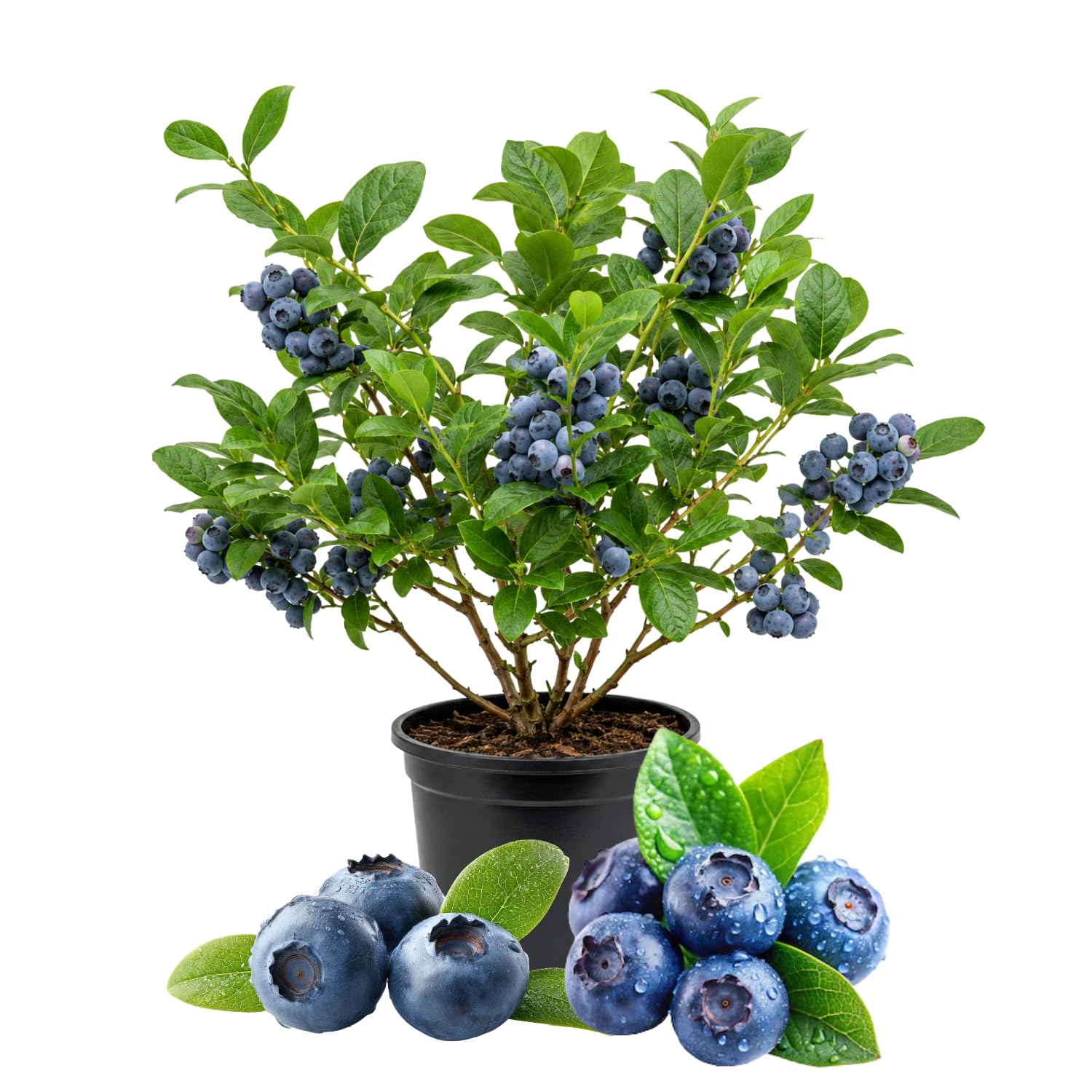 Blueberry Plant Live 1-2 Ft Tall, Fruit Bearing Already, Sweet Blueberries Fruit Tree for Garden, Patio, and Container Growing, 1 Gallon Pot (Sweet Blueberry)