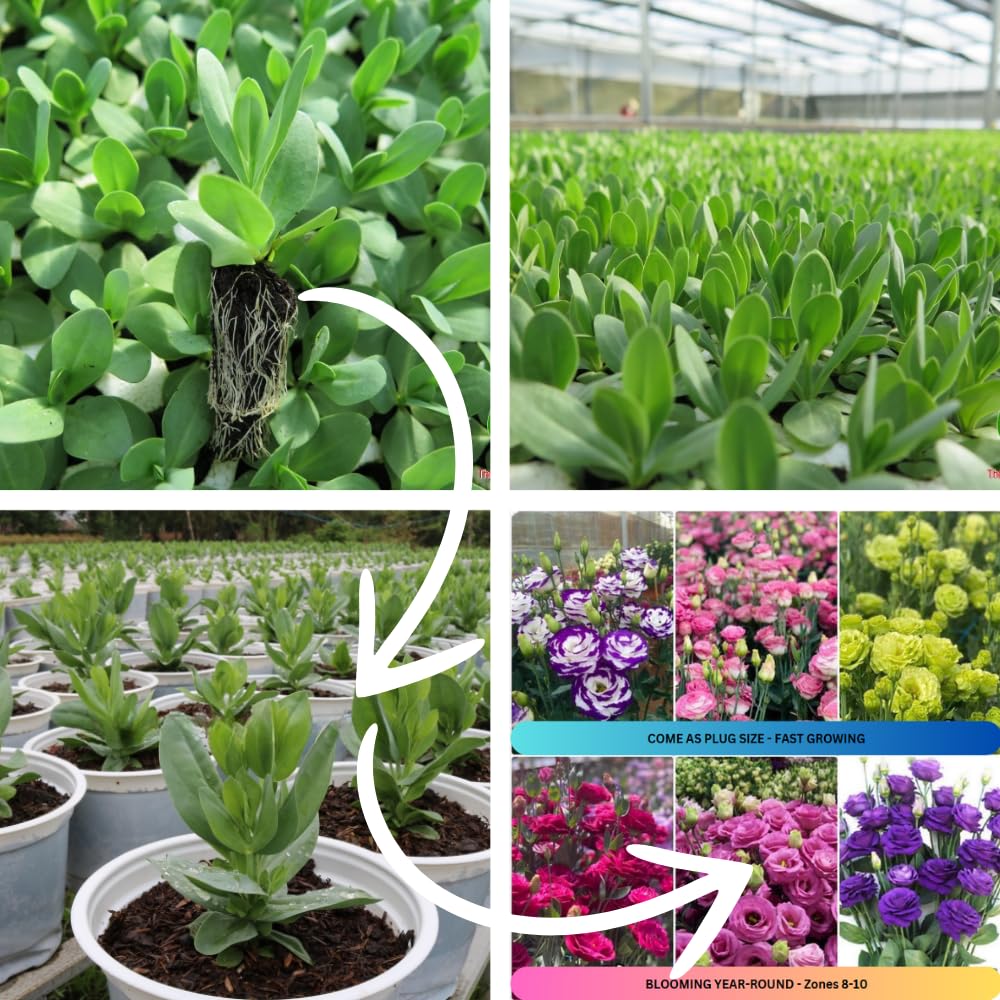 Sets 2 White Lisianthus Eustoma Live Plants, Plug Size, Well-Rooted, Texas Bluebell, Thornless Love Rose Plant, Spring to Fall Bloom, 2-4" in Tall Starter