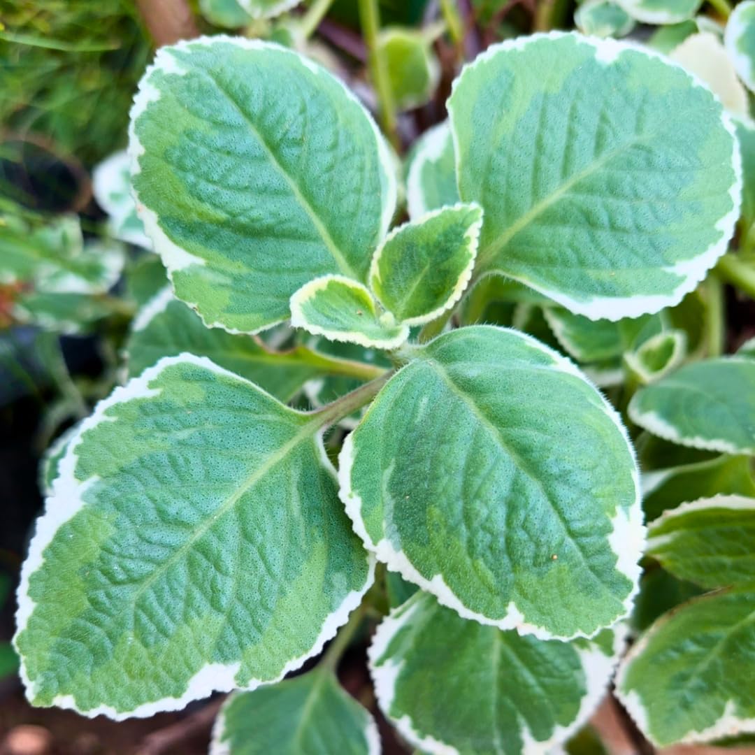 3 Variegated Cuban Oregano Plants Live for Indoor Outdoor Planting, Starter Size 4-6" in Tall, Mexican Mint Plant, Spanish Thyme Culinary Herb Indoor Outdoor Growing