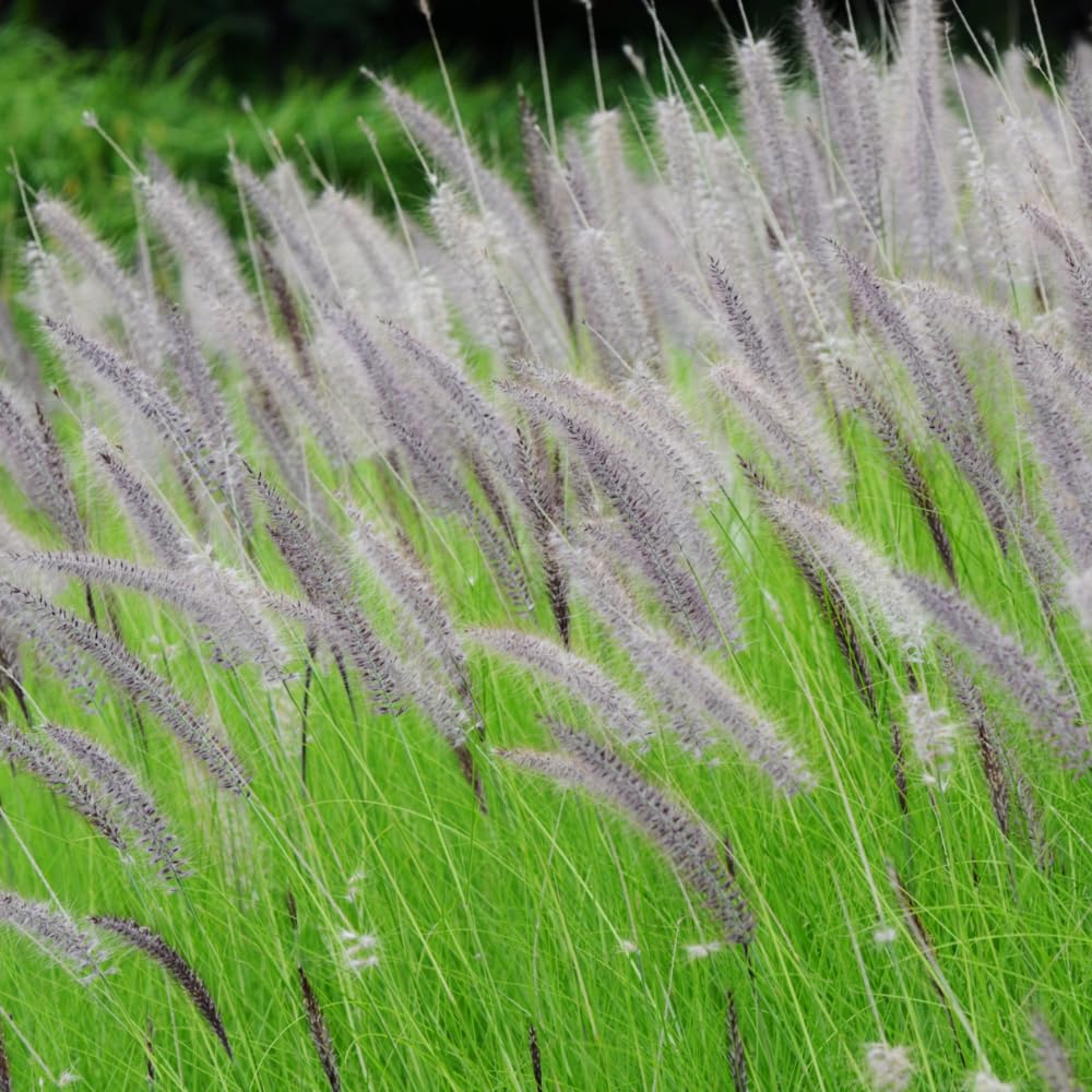 2 Fountain Grass Plants, Purple Fountain Grasses for Planting Perennial, 5 to 10 Inches Tall Ornamental Grass Plant Garden Indoor Outdoor