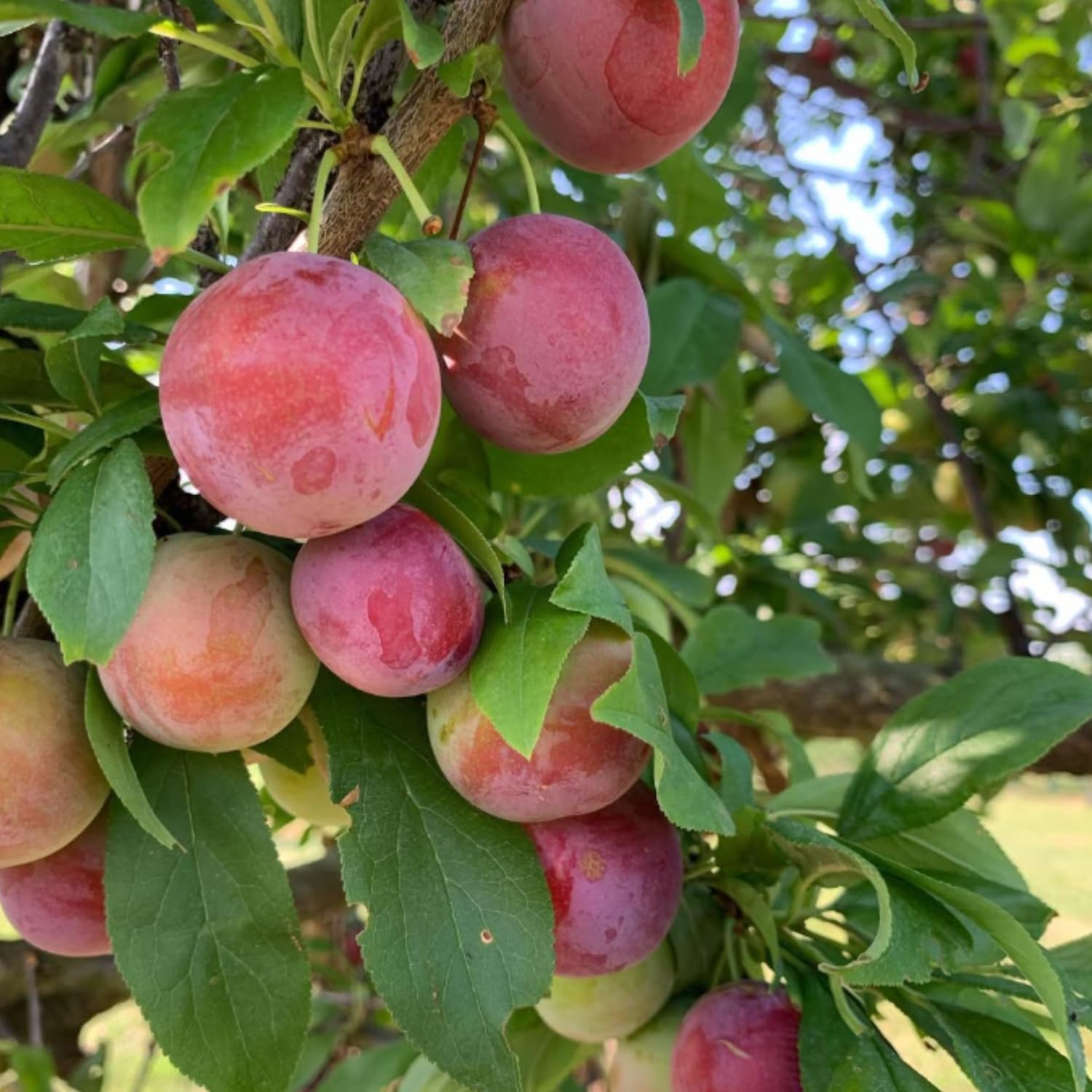 Methley Plum Tree Live Plant, 2-3 Feet Tall in 3 Gallon Pot, Plum Plant Large Fruit, Cold Hardy, Well-Rooted Fruits Tree, Outdoor Growing, No Ship to CA