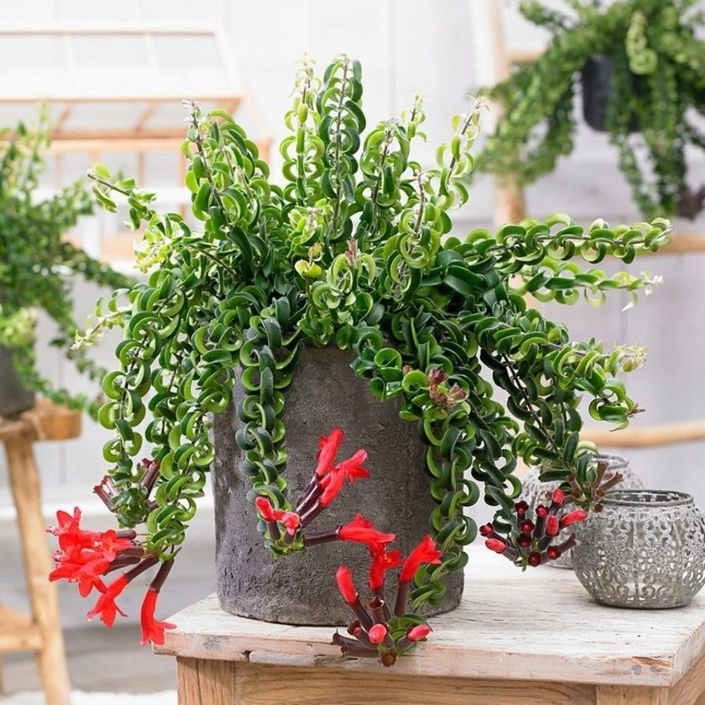 Set 2 Red Curly Lipstick Plans Live, 4-6" Tall, Red Curly Lipstick Flower Plant Vine for Planting Indoor, Rare Trailing Flowes, No Pot