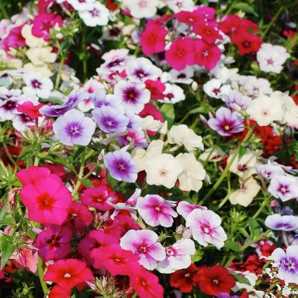 2 Mix Creeping Phlox Plants Live Perennials, Creeping Phlox Live Plants, 4-6 Inch Tall, Ornamental Phlox Flowers Seedlings