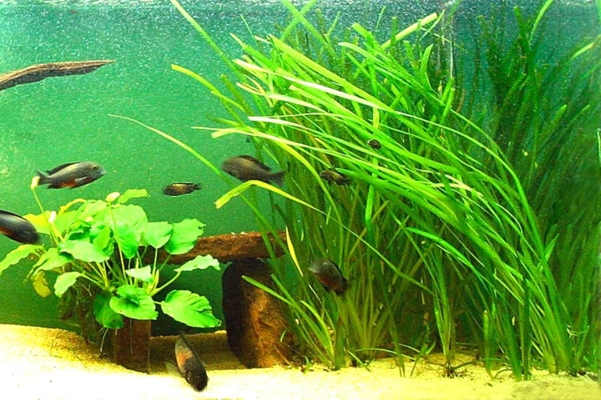 9 Stems of Jungle Vals Plants, Jungle Val Aquarium Plants Live, Live Aquarium Plants for Garden, 9 Small Plants