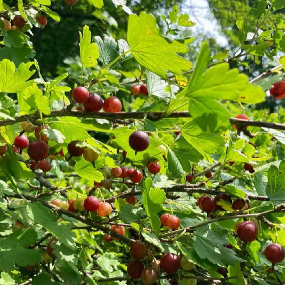 Black Gooseberry Plant Live, Gooseberry Bushes Live, 5-8 Inch Tall