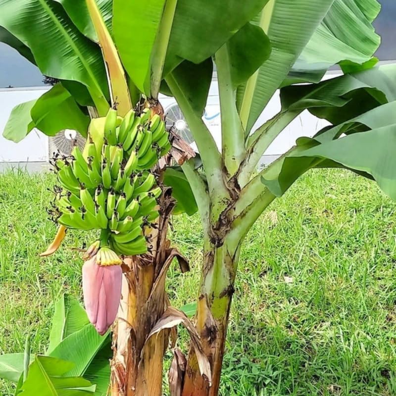 Yellow Banana Tree High Yield, Banana Live Plant Tropical Fruit, Easy to Plant Outdoor Banana Plants, 5-7 Inc Tall, Well-Rooted, No Pot, Winter Hardy