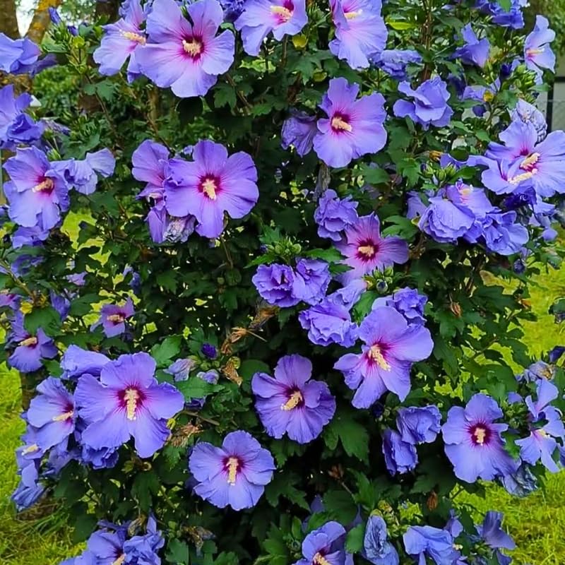 Dormant Purple Althea Rose of Sharon Live Plant, Hardy Hibiscus Flowering Shrub 6-12 Inch Tall, Vibrant Althea Blooms for Outdoor Garden
