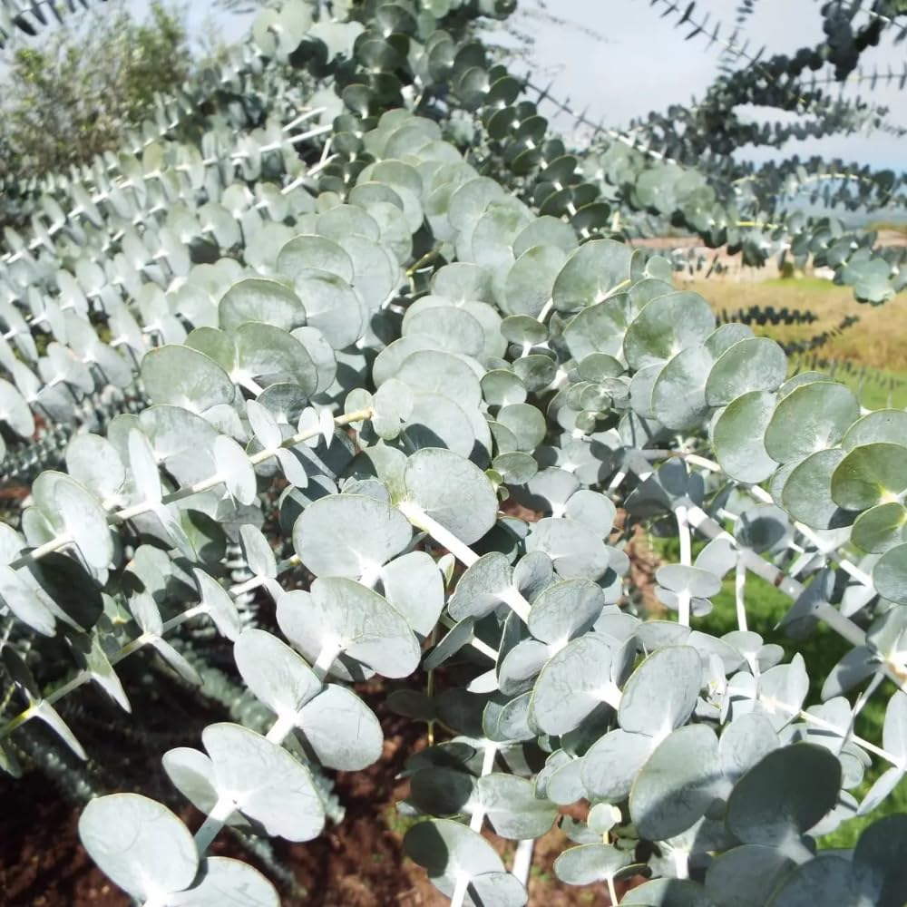 Silver Dollar Eucalyptus Plant, Well Roooted Eucalyptus Tree Live, 3 to 5 Inch Tall